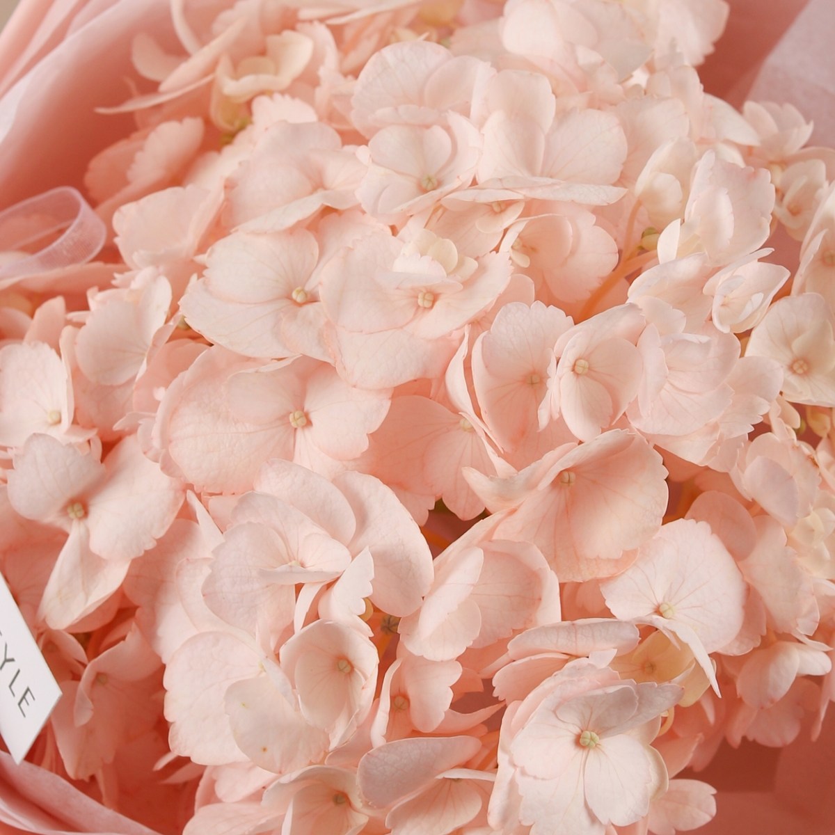 nedorogoj buket gortenziya rozovaya 7